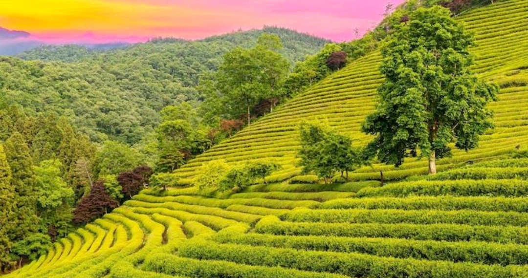Boseong green tea field